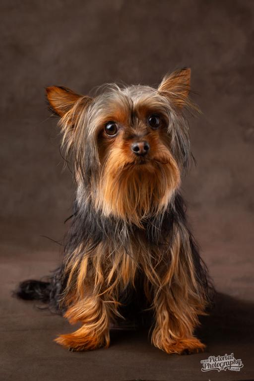 Yorkshire Terrier © Pictorial Photography