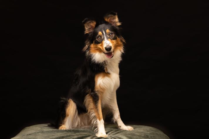 Border Collie © Pictorial Photography